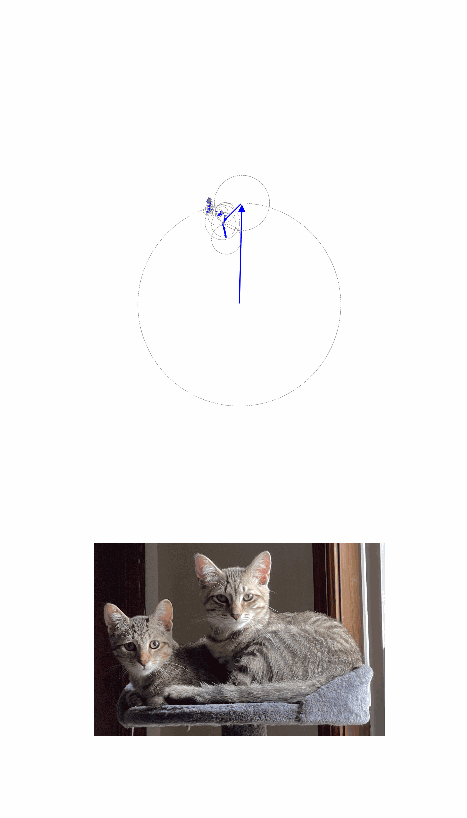 Cat Fourier animation